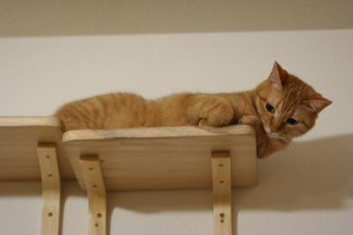 猫ちゃんがキャットウォークの上でくつろいでいる写真