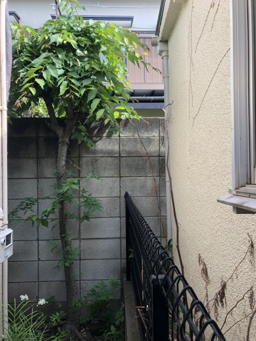 自然に育ったケヤキの木