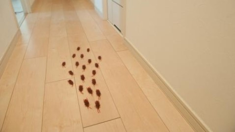 賃貸物件の廊下をゴキブリの大群が走っている写真