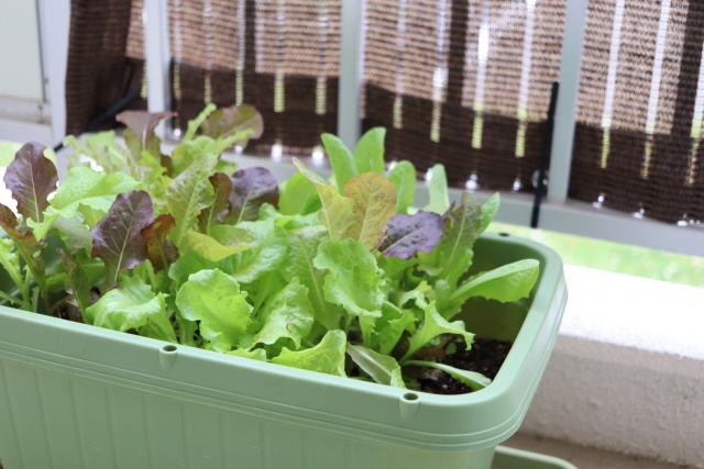 新築一戸建ての庭で家庭菜園を楽しむ方法を知りたい