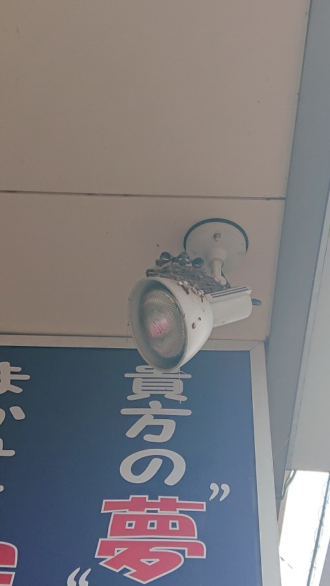 7/10 ツバメ日記 埼玉開発 日高市高麗川2丁目の画像