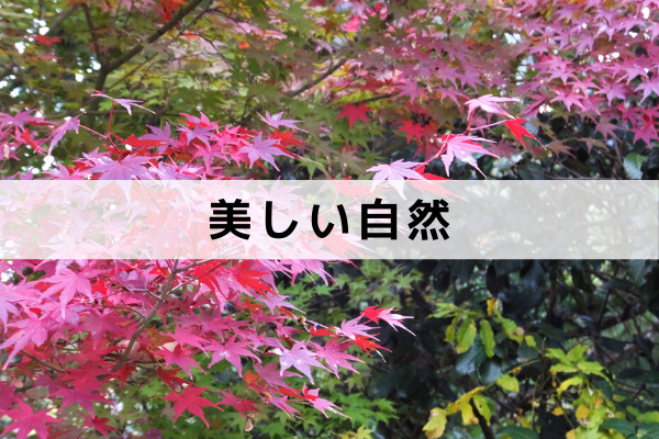 高槻市のパワースポット神峯山寺の美しい自然