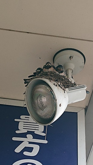 7/11 ツバメ日記 埼玉開発 日高市高麗川2丁目の画像