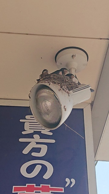 7/12ツバメ日記 埼玉開発 日高市高麗川2丁目の画像