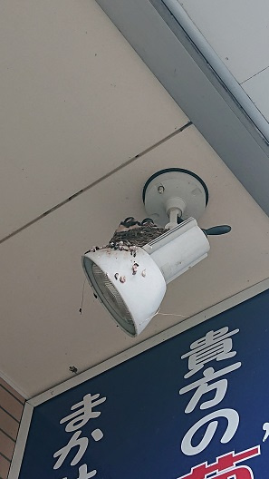 7/13 ツバメ日記 埼玉開発 日高市高麗川2丁目の画像