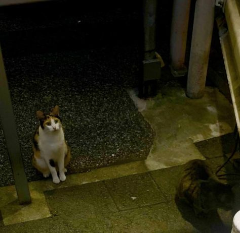 はじめましてφ(．． の画像