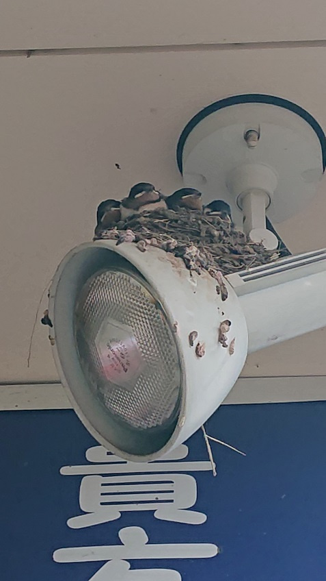 7/14ツバメ日記 埼玉開発 日高市高麗川2丁目の画像