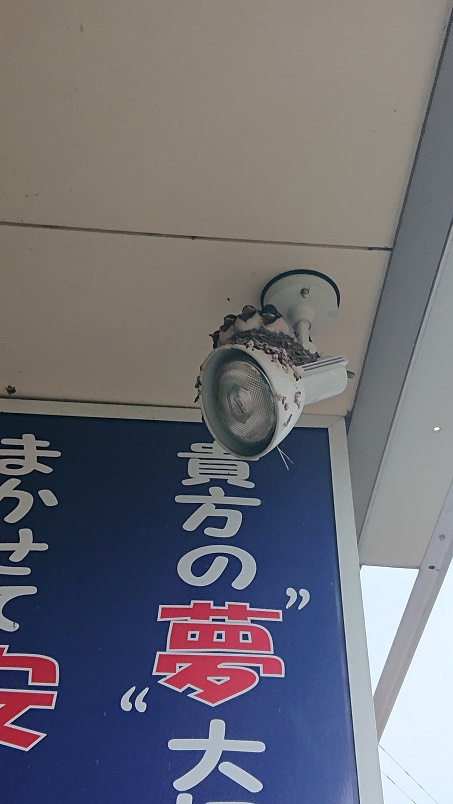 7/16 ツバメ日記 埼玉開発 日高市高麗川2丁目の画像