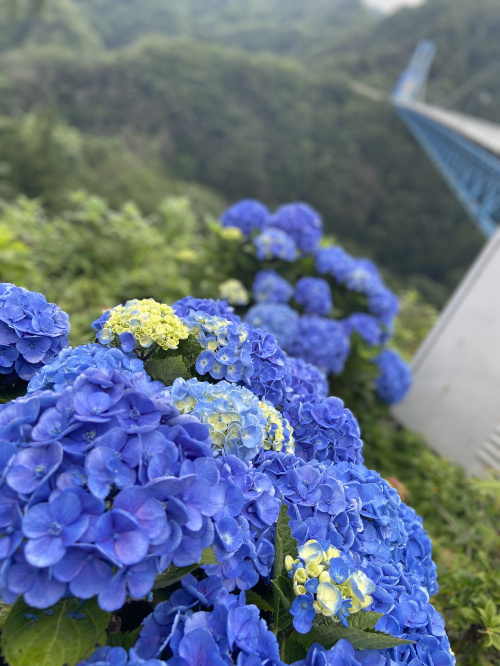 紫陽花とフクロウの画像