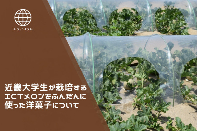 近畿大学生が栽培するICTメロンをふんだんに使った洋菓子とは？の画像