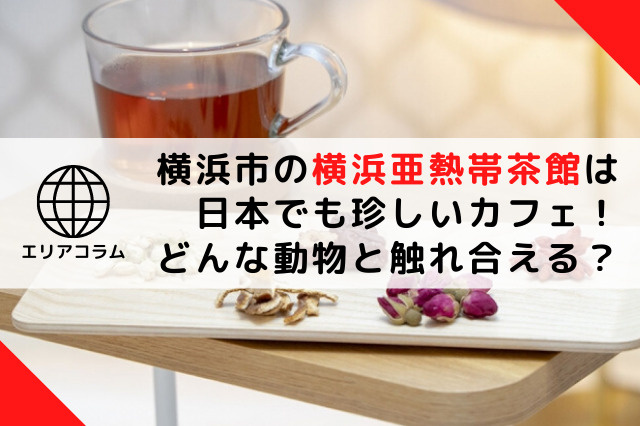 横浜市の横浜亜熱帯茶館は日本でも珍しいカフェ！どんな動物と触れ合える？の画像