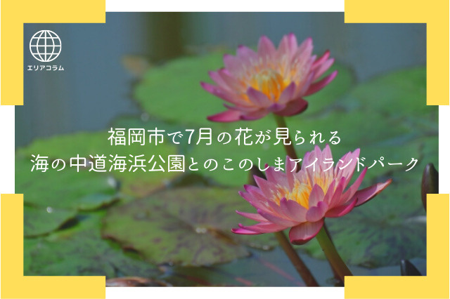 福岡市で7月の花が見られる海の中道海浜公園とのこのしまアイランドパーク の画像