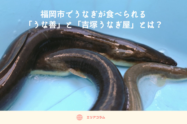 福岡市でうなぎが食べられる！「うな善」と「吉塚うなぎ屋」とは？