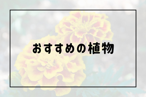賃貸のベランダでガーデニングを楽しめるおすすめの植物