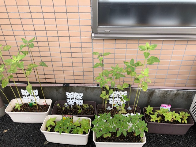 向日葵の成長日記in高麗川駅前の画像