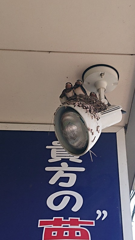 7/19 ツバメ日記 埼玉開発 日高市高麗川2丁目の画像