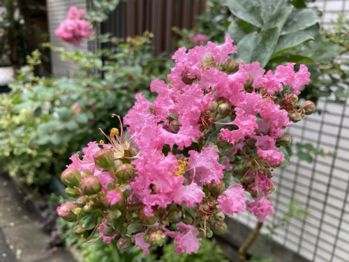 梅雨明けは　まだまだ・・・の画像