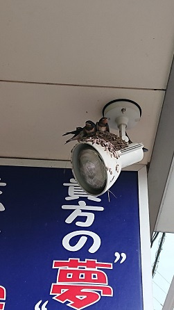 7/20 ツバメ日記 埼玉開発 日高市高麗川2丁目の画像