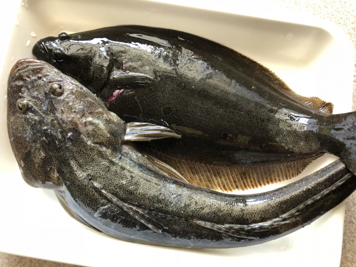 湘南の海はお魚がいっぱい！の画像