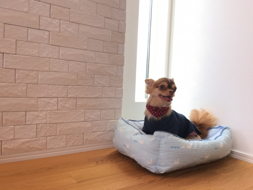 賃貸物件のフローリングでペットを飼う注意点や対策についてご紹介 賃貸最大仲介手数料無料のg One