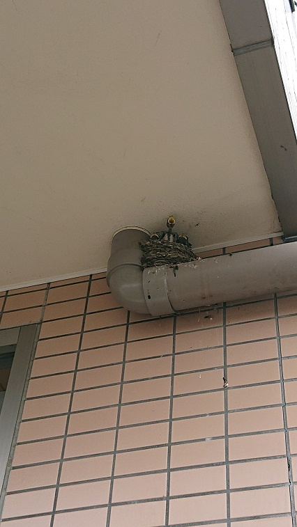 7/24 ツバメ日記 埼玉開発 日高市高麗川2丁目の画像