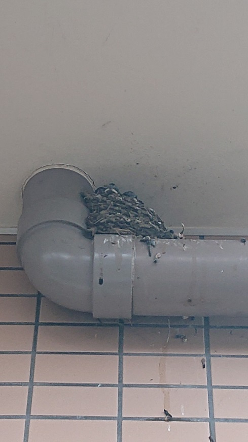 7/26 ツバメ日記 埼玉開発 日高市高麗川2丁目の画像