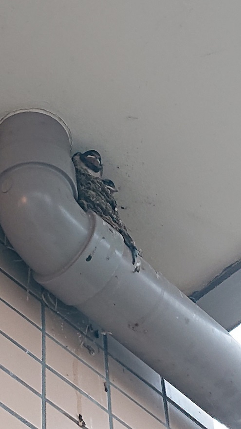 7/27 ツバメ日記 埼玉開発 日高市高麗川2丁目の画像