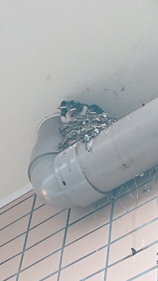 7/28 ツバメ日記 埼玉開発 日高市高麗川2丁目の画像