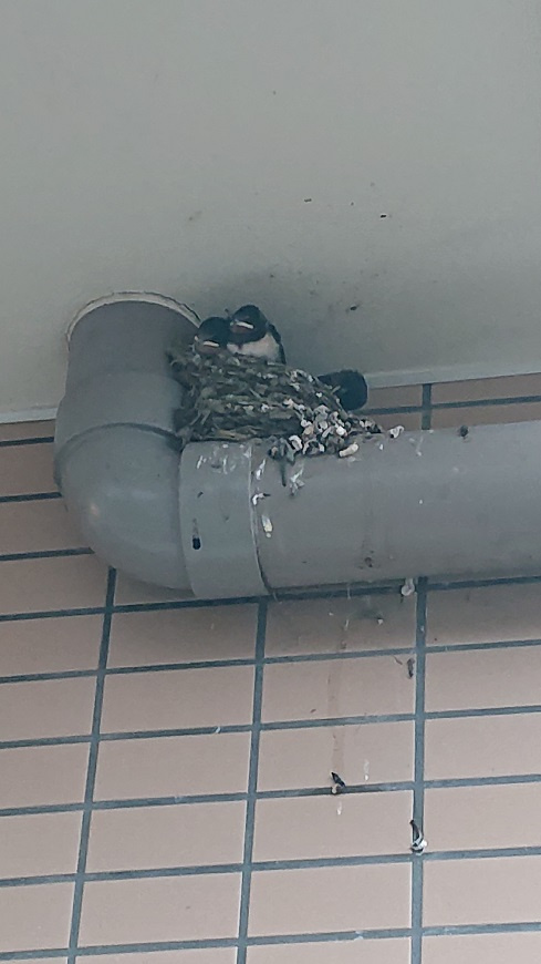 7/30 ツバメ日記 埼玉開発 日高市高麗川2丁目の画像