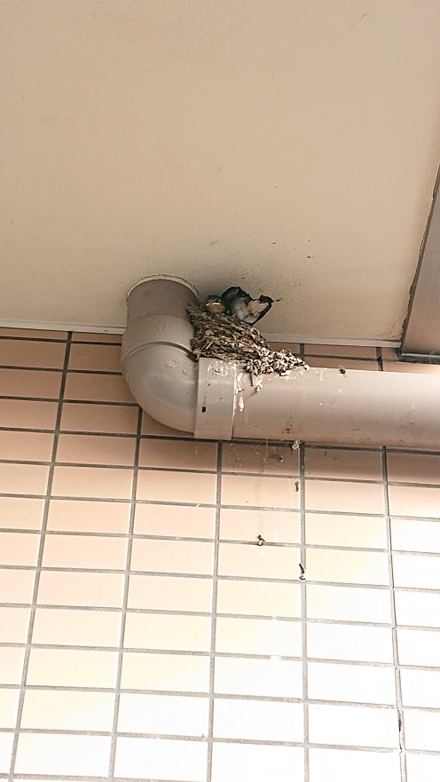 7/31 ツバメ日記 埼玉開発 日高市高麗川2丁目の画像