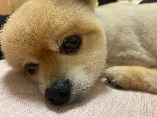 日高市のわんこ店長リッチ☆3の画像