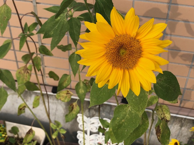 これから夏本番！高麗川駅前のひまわりの画像