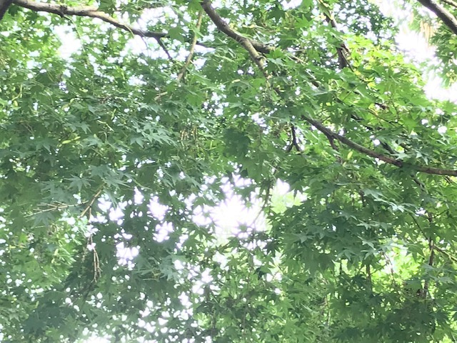 エコバックの共有の画像