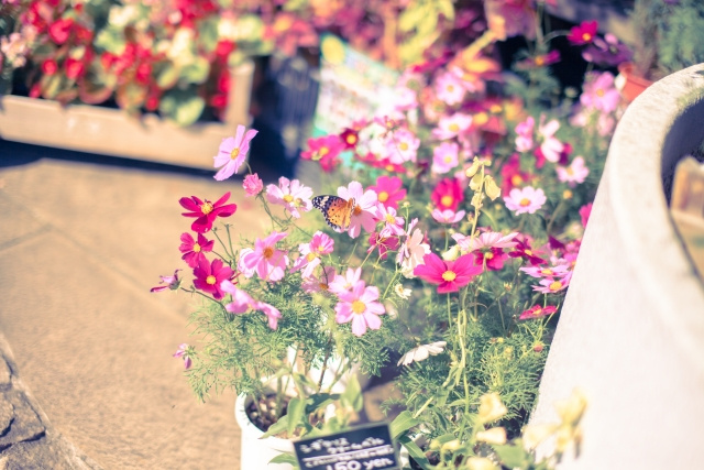 久喜市にある家庭菜園用の品物が買える花屋を紹介 市内に咲く花の種類も解説 幸手市 久喜市の不動産 株式会社マコト不動産