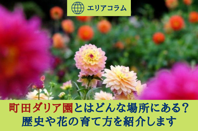 町田ダリア園とはどんな場所にある？歴史や花の育て方を紹介しますの画像