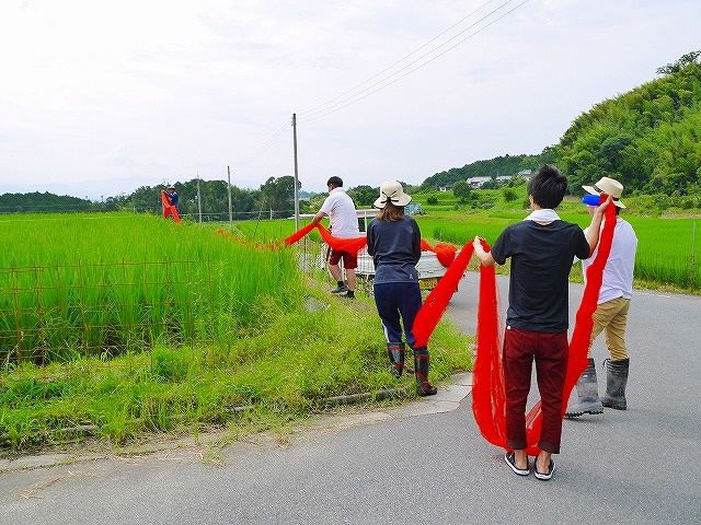 手分けしてネットを畔（あぜ）に運びこみます。