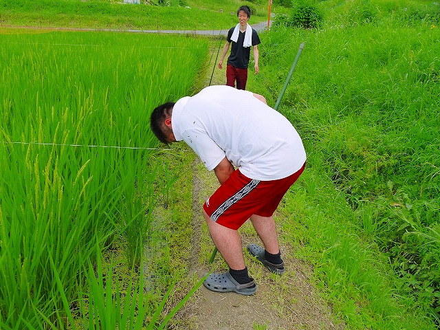 支柱を畔に突き刺します。
