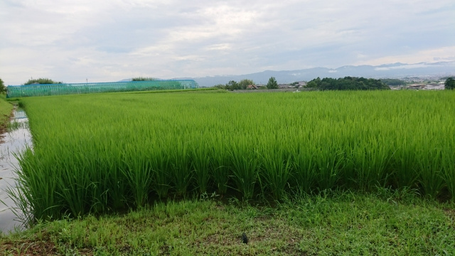 再度水を入れてリフレッシュ