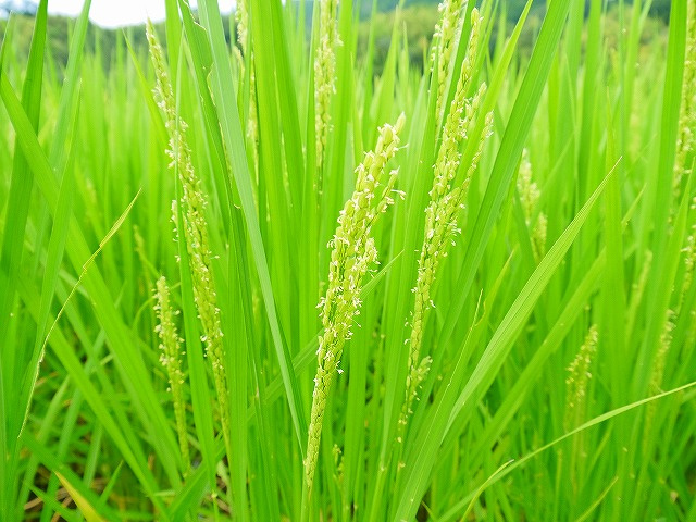 稲の花