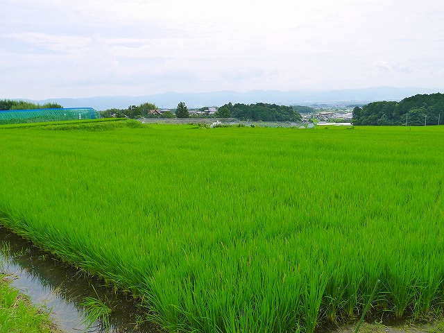 第4回目 稲の成長は日進月歩で目が離せない？