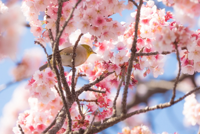 ガーデニングを楽しめる明石市の花暦とおすすめ花屋 明石の不動産売買なら株式会社e Homeへ