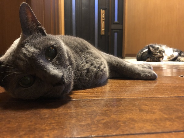 日高市　実家のペットの猫ちゃんNo.2の画像