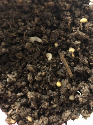 ８月１０日：カブトムシ飼育日記２の画像