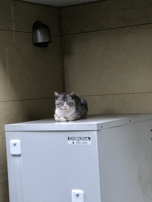 もふもふの画像