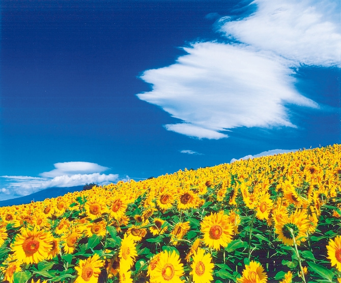 夏季休暇のお知らせです。の画像