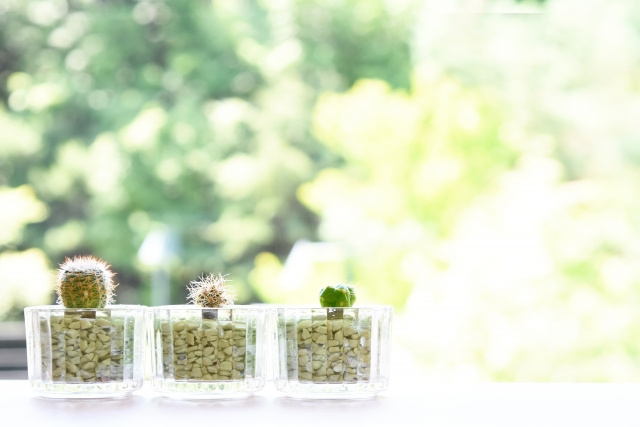 【植木鉢で大量発生しているコバエ】まとめ
