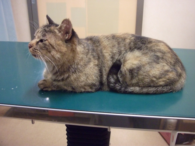 頼れるペットのお医者さん！福生市でおすすめの動物病院2選の画像