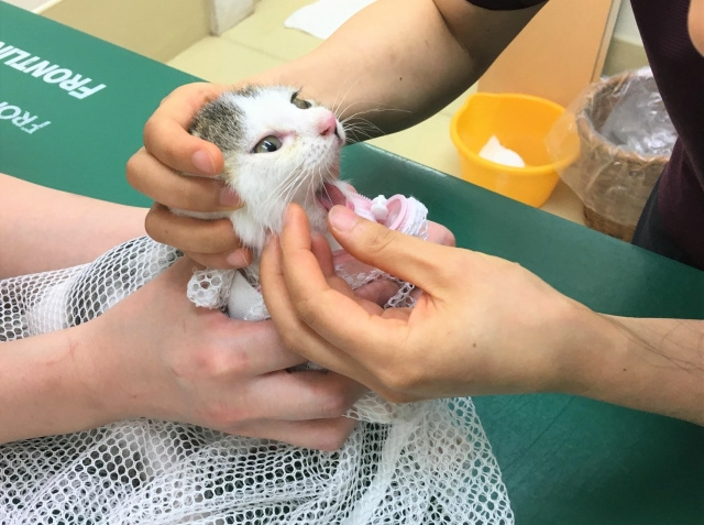 灘区におけるおすすめの動物病院は？ペット思いの動物病院はここ！の画像