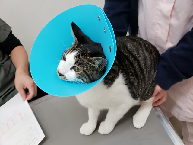 ペットと暮らすための心強い味方！船橋市でおすすめの動物病院