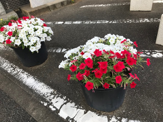 ♡プラスお酢♡の画像